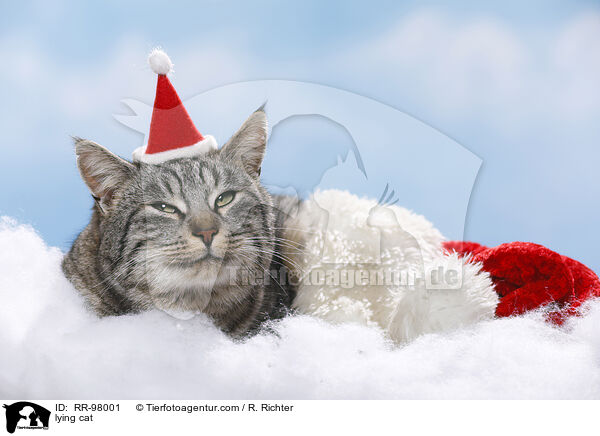 liegende Katze / lying cat / RR-98001