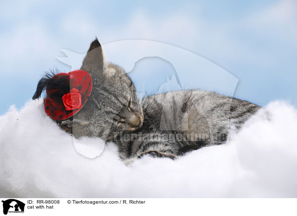 Katze mit Hut / cat with hat / RR-98008