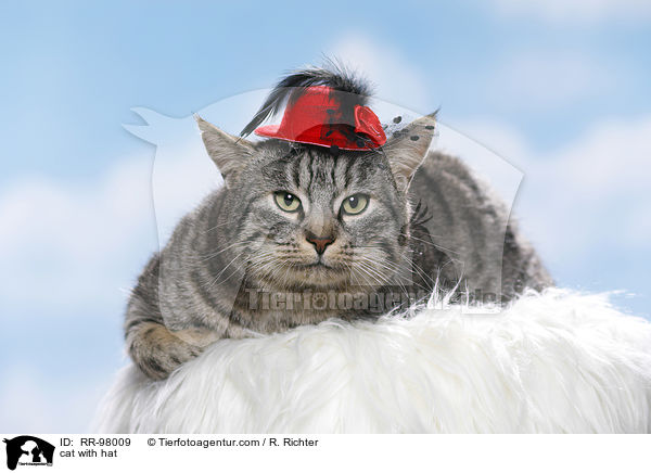 Katze mit Hut / cat with hat / RR-98009