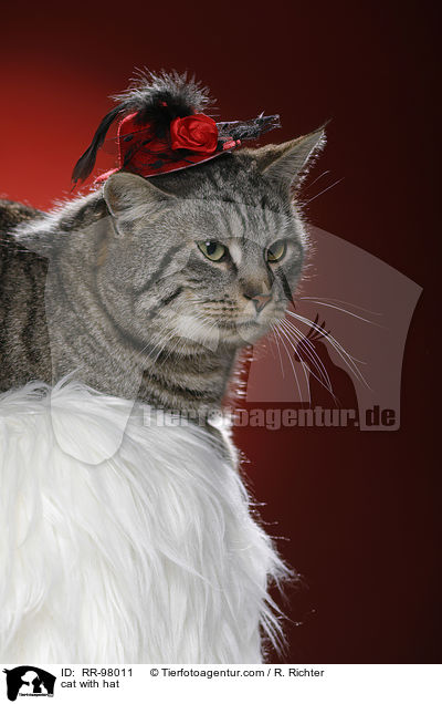 Katze mit Hut / cat with hat / RR-98011