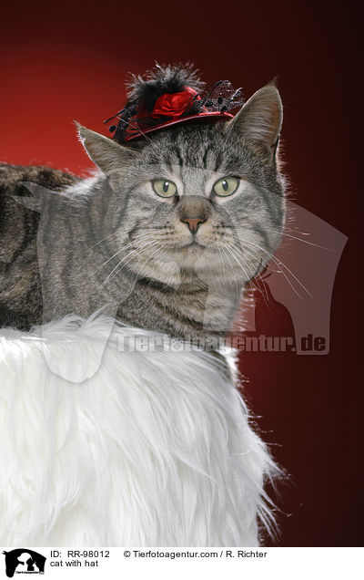 Katze mit Hut / cat with hat / RR-98012