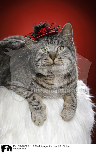 Katze mit Hut / cat with hat / RR-98020