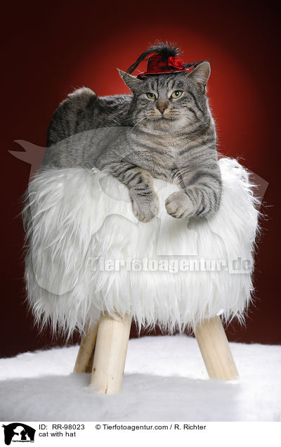 Katze mit Hut / cat with hat / RR-98023