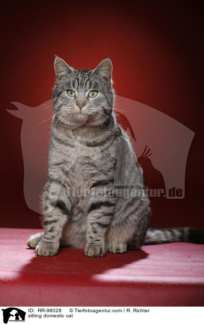 sitzende Hauskatze / sitting domestic cat / RR-98028