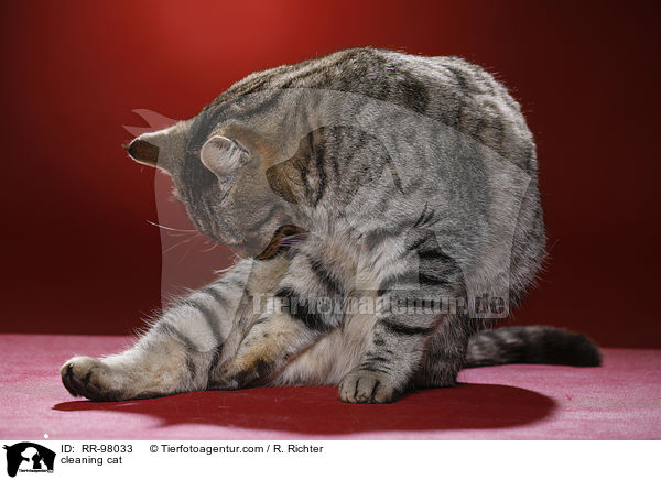 Katze putzt sich / cleaning cat / RR-98033