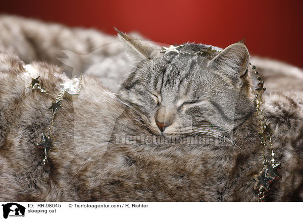 schlafende Katze / sleeping cat / RR-98045
