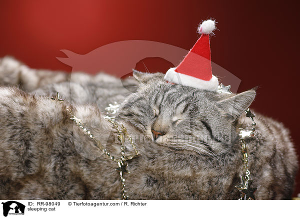 schlafende Katze / sleeping cat / RR-98049