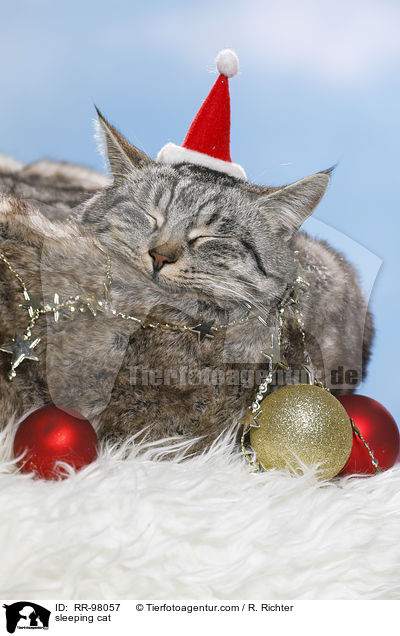schlafende Katze / sleeping cat / RR-98057