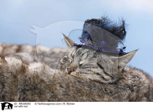 Katze mit Hut / cat with hat / RR-98060