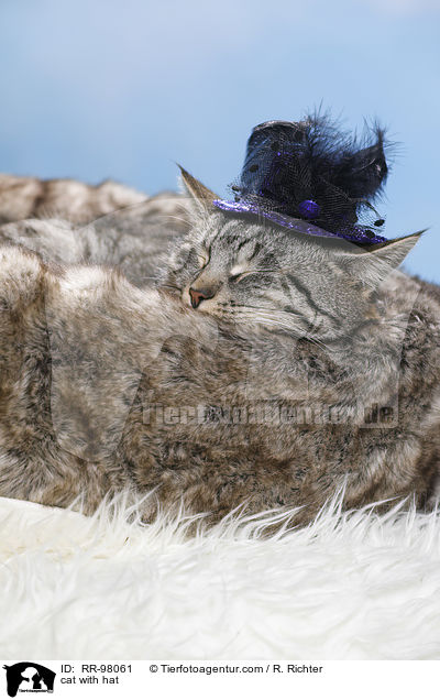 Katze mit Hut / cat with hat / RR-98061