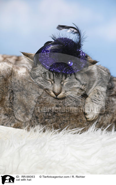 Katze mit Hut / cat with hat / RR-98063