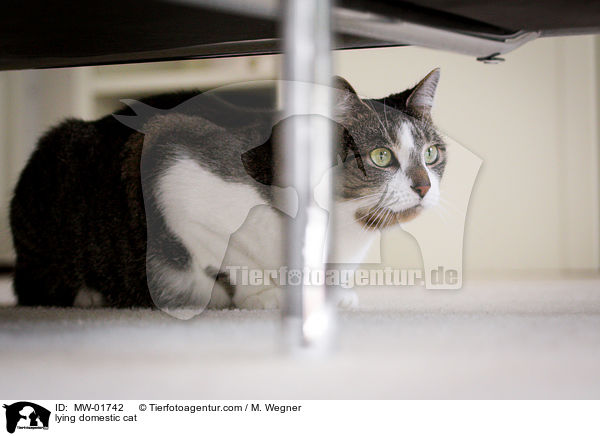 liegende Hauskatze / lying domestic cat / MW-01742