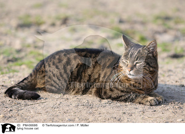 liegende Hauskatze / lying house cat / PM-06686