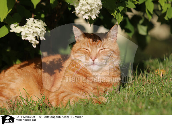 liegende Hauskatze / lying house cat / PM-06709
