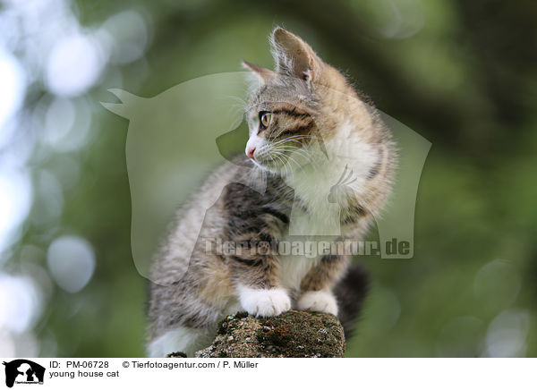 junge Hauskatze / young house cat / PM-06728
