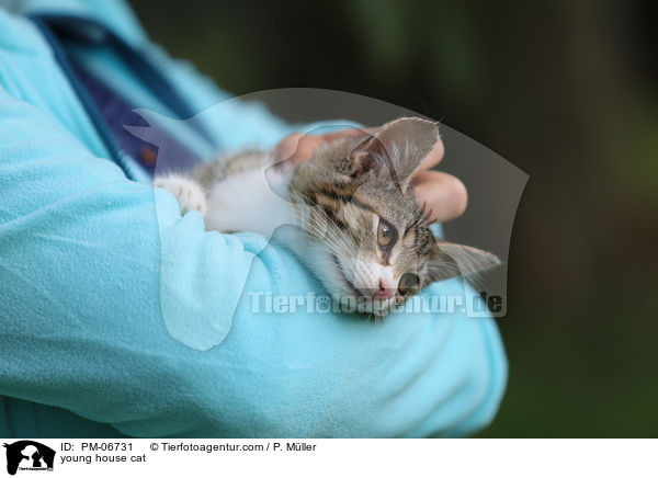 junge Hauskatze / young house cat / PM-06731