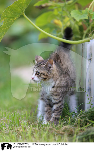 junge Hauskatze / young house cat / PM-06733