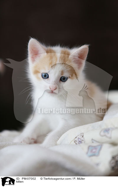 Ktzchen / kitten / PM-07002