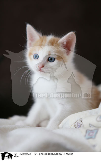 Ktzchen / kitten / PM-07003