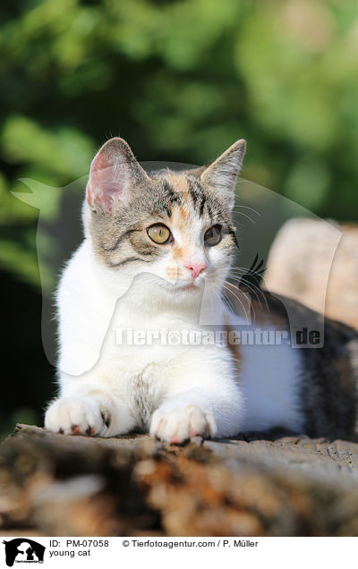 junge Hauskatze / young cat / PM-07058