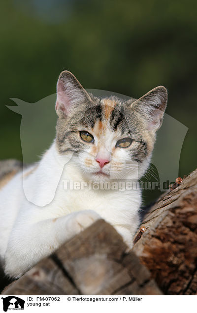 junge Hauskatze / young cat / PM-07062