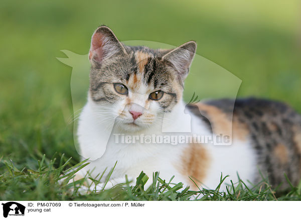 junge Hauskatze / young cat / PM-07069