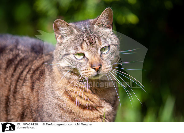 domestic cat / MW-07428