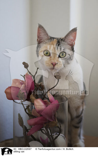 sitzende Hauskatze / sitting cat / HBO-02697
