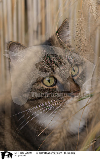 cat portrait / HBO-02701