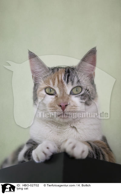 liegende Hauskatze / lying cat / HBO-02702
