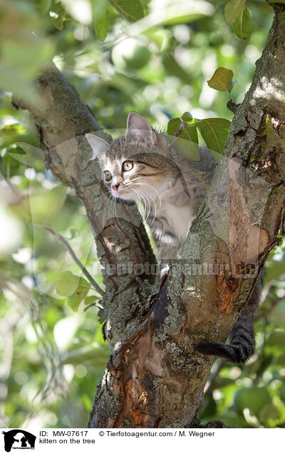 kitten on the tree / MW-07617