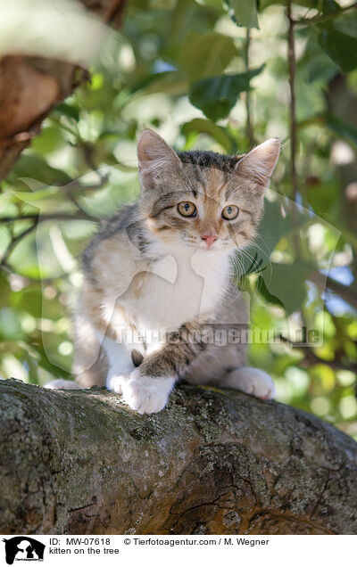 kitten on the tree / MW-07618
