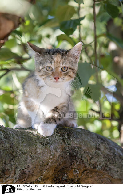 kitten on the tree / MW-07619