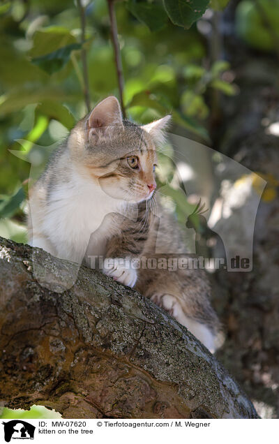 kitten on the tree / MW-07620