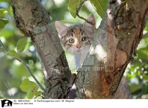 kitten on the tree / MW-07621