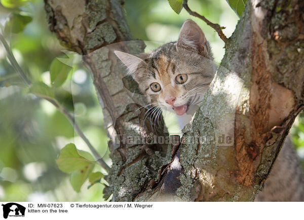 kitten on the tree / MW-07623