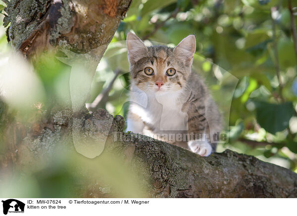kitten on the tree / MW-07624