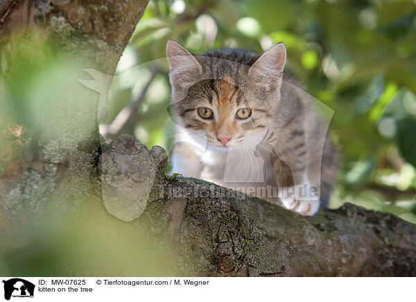 kitten on the tree / MW-07625