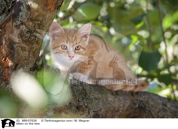 kitten on the tree / MW-07626