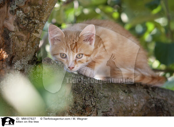 Ktzchen auf dem Baum / kitten on the tree / MW-07627