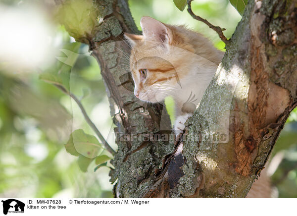 kitten on the tree / MW-07628