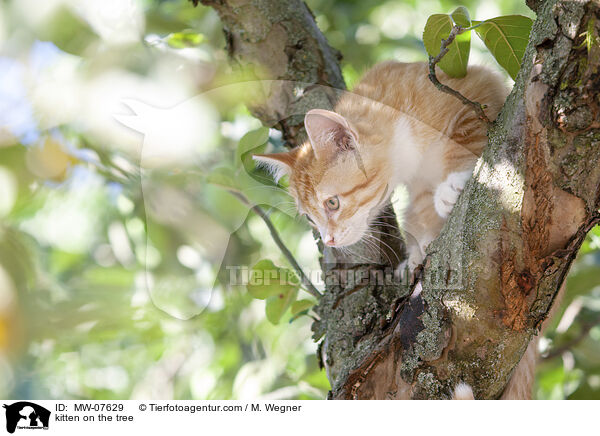 Ktzchen auf dem Baum / kitten on the tree / MW-07629