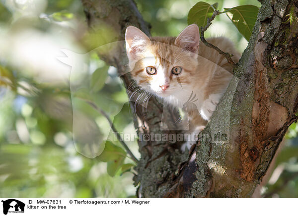 kitten on the tree / MW-07631