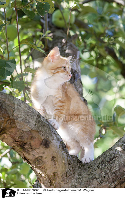 Ktzchen auf dem Baum / kitten on the tree / MW-07632