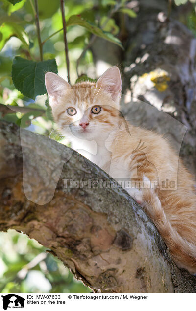 kitten on the tree / MW-07633