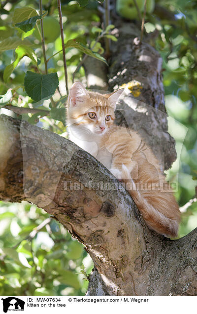 Ktzchen auf dem Baum / kitten on the tree / MW-07634