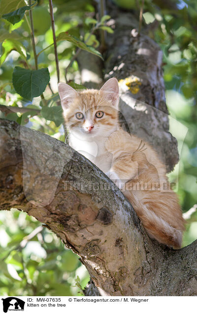 Ktzchen auf dem Baum / kitten on the tree / MW-07635