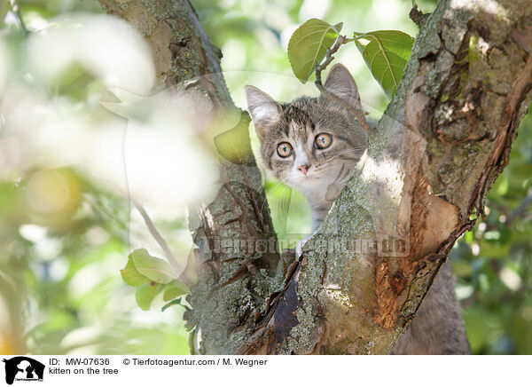 kitten on the tree / MW-07636