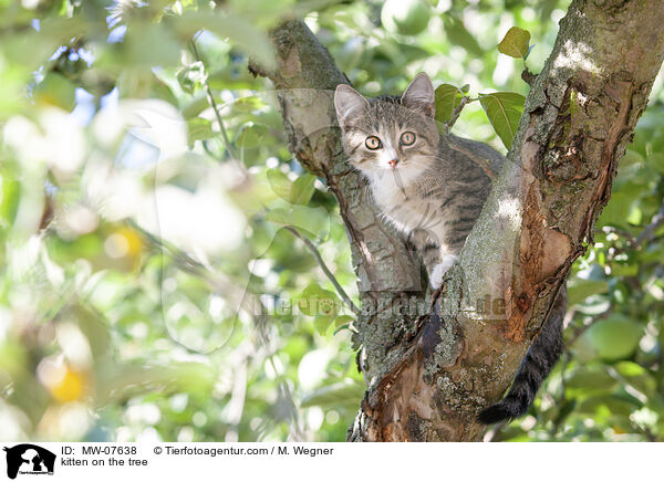 Ktzchen auf dem Baum / kitten on the tree / MW-07638