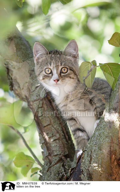 kitten on the tree / MW-07639
